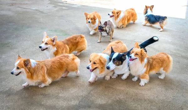 Cachorros Adoráveis Estão Jogando Animal Estimação Domesticado Eles São Muito — Fotografia de Stock