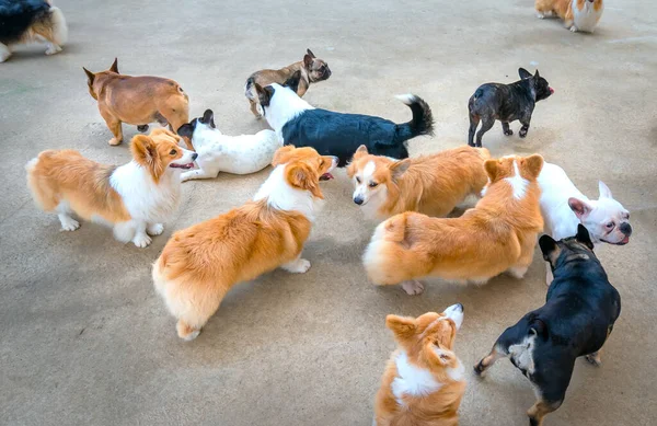 Αξιολάτρευτα Κουτάβια Παίζουν Κατοικίδια Ζώα Συντροφιάς Είναι Πολύ Φιλικό Και — Φωτογραφία Αρχείου