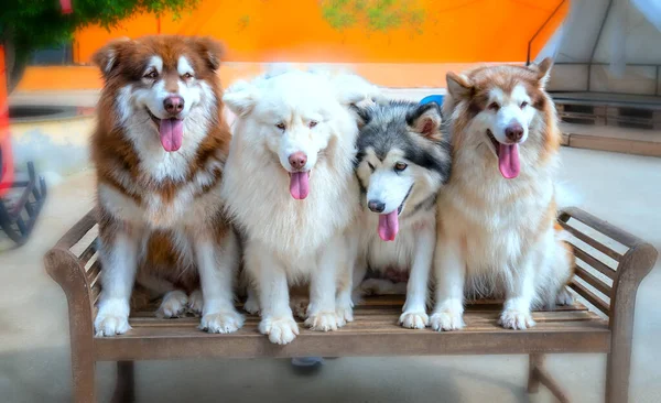 Portré Alaszkáról Szibériai Husky Kutyáról Háziállatokban Elegáns Megjelenésük Van Szeretik — Stock Fotó