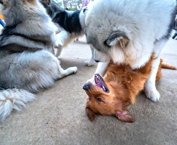 Les Chiens Jouent Les Uns Avec Les Autres Dans Ferme — Photo