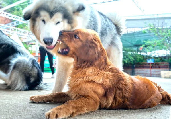 The dogs play with each other in the puppy farm. They are very friendly and good excessively should choose as pets in your home to close to children