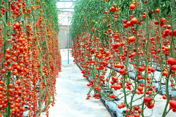 Tomates Cereja Amadurecem Jardim Estufa Este Alimento Nutritivo Vitaminas São — Fotografia de Stock