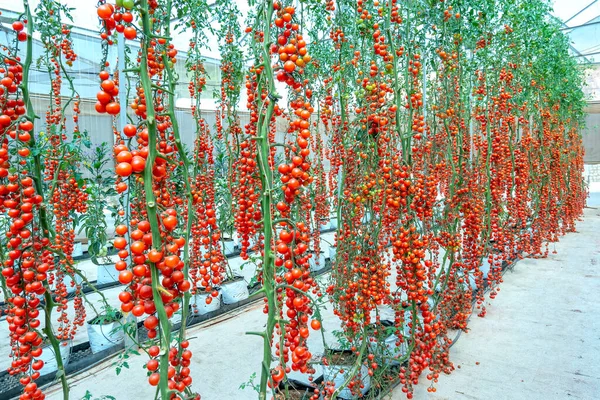 Tomates Cereja Amadurecem Jardim Estufa Este Alimento Nutritivo Vitaminas São — Fotografia de Stock