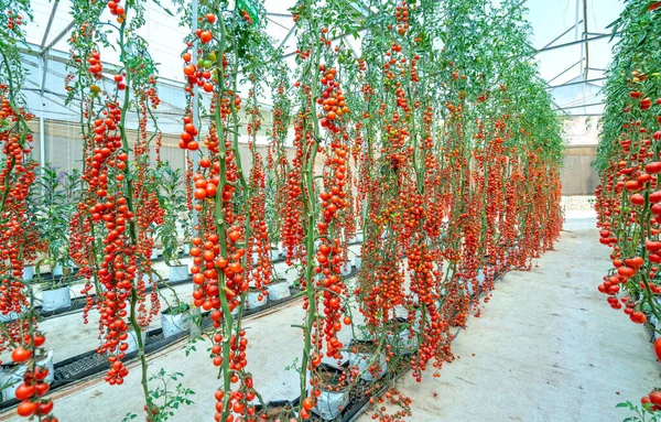 Tomates Cereja Amadurecem Jardim Estufa Este Alimento Nutritivo Vitaminas São — Fotografia de Stock