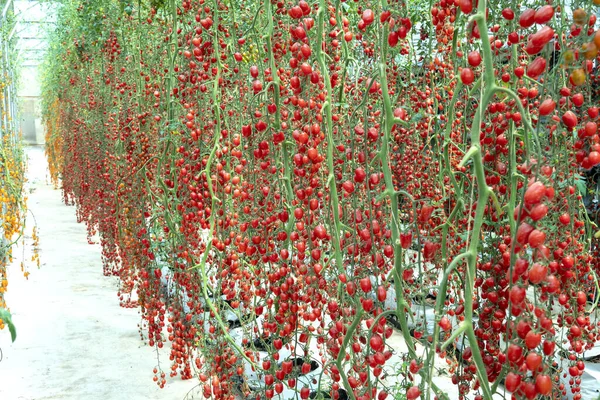 Tomates Cereja Amadurecem Jardim Estufa Este Alimento Nutritivo Vitaminas São — Fotografia de Stock