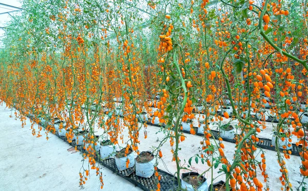 Cseresznyés Paradicsom Érik Üvegházban Egy Tápláló Étel Vitaminok Jót Tesznek — Stock Fotó