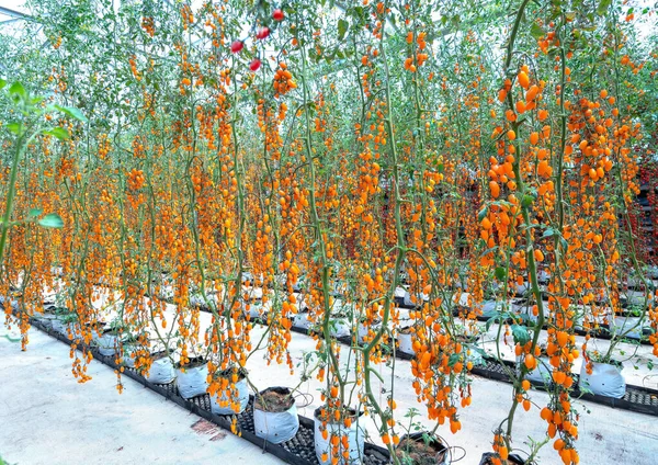 Tomates Cereja Amadurecem Jardim Estufa Este Alimento Nutritivo Vitaminas São — Fotografia de Stock