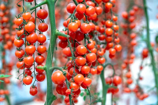 Tomates Cereja Amadurecem Jardim Estufa Este Alimento Nutritivo Vitaminas São — Fotografia de Stock