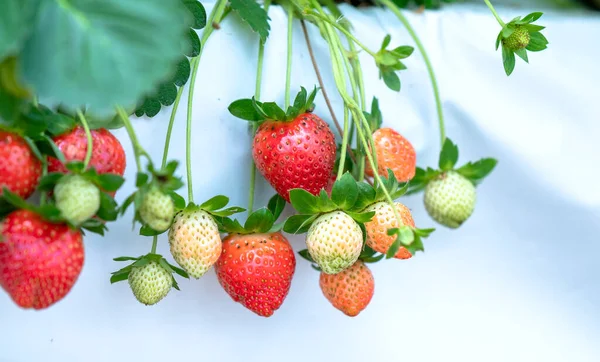 Rode Rijpe Aardbeien Het Rek Tuin Deze Vrucht Rijk Aan — Stockfoto