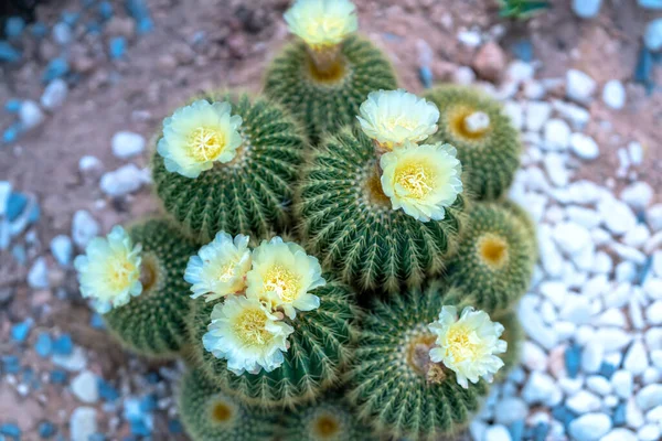 Cactus Flower Plant Garden Resistant Extreme Weather Decorated Home — Stock Photo, Image