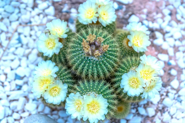 Cactus Flower Plant Garden Resistant Extreme Weather Decorated Home — Stock Photo, Image