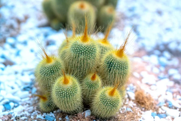 Cactus Flower Plant Garden Resistant Extreme Weather Decorated Home — Stock Photo, Image