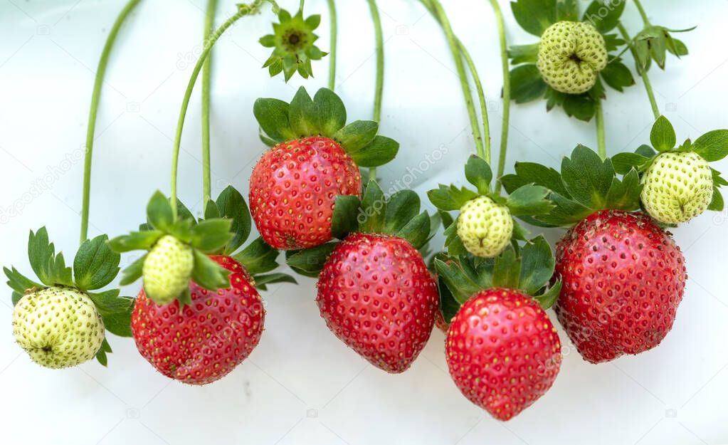 Red ripe strawberries on the rack in the garden. This fruit is rich in vitamin C and minerals beneficial to human health
