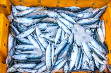 Sea fish after the catch sold in the seafood market is a nutritious high protein foods to benefit human health