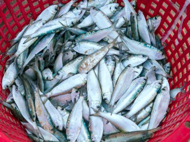 Sea fish after the catch sold in the seafood market is a nutritious high protein foods to benefit human health