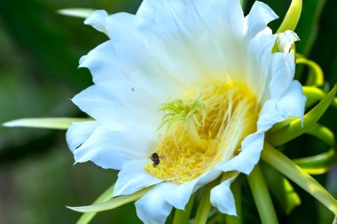Close up dragon fruit flower ( Hylocereus undatus) in organic farm. This flower blooms in 4 days if pollination will pass and the left, this is the kind of sun-loving plant grown in the appropriate heat