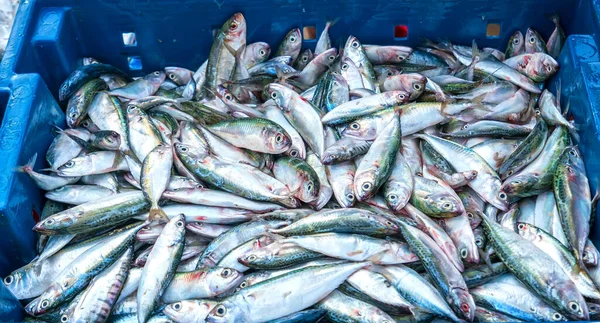 Poisson Mer Après Capture Vendue Sur Marché Des Fruits Mer — Photo