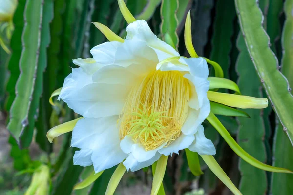 농장에서 용설란 Hylocereus Undatus 닫는다 피는데 끝나고 왼쪽에는 태양을 좋아하는 — 스톡 사진