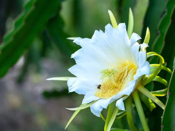 关闭有机农场中的龙果花 Hylocereus Undatus 这种花在4天之内开花 如果授粉过程中将会传授粉 这是在适宜的高温条件下生长的一种热爱太阳的植物 — 图库照片