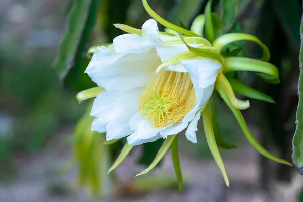 Close Dragon Fruit Flower Hylocereus Undatus Organic Farm Flower Blooms — Stock Photo, Image