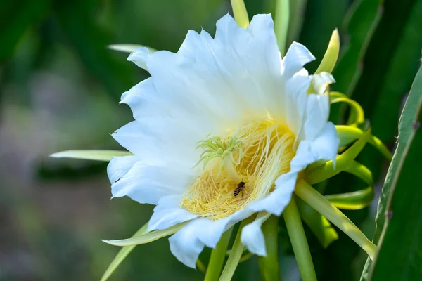 关闭有机农场中的龙果花 Hylocereus Undatus 这种花在4天之内开花 如果授粉过程中将会传授粉 这是在适宜的高温条件下生长的一种热爱太阳的植物 — 图库照片