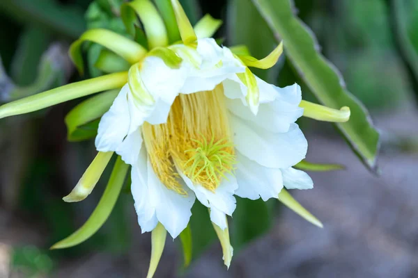 농장에서 용설란 Hylocereus Undatus 닫는다 피는데 끝나고 왼쪽에는 태양을 좋아하는 — 스톡 사진