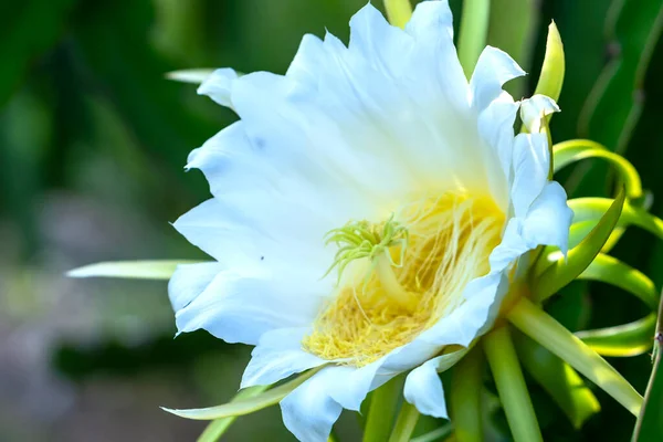 关闭有机农场中的龙果花 Hylocereus Undatus 这种花在4天之内开花 如果授粉过程中将会传授粉 这是在适宜的高温条件下生长的一种热爱太阳的植物 — 图库照片