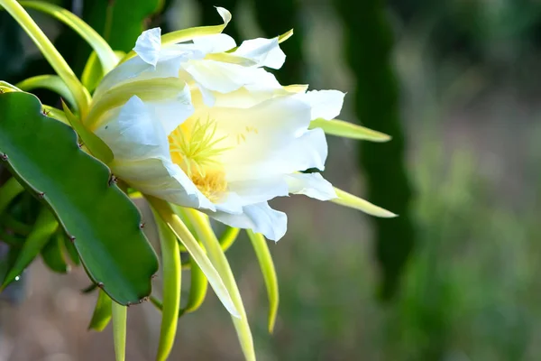 关闭有机农场中的龙果花 Hylocereus Undatus 这种花在4天之内开花 如果授粉过程中将会传授粉 这是在适宜的高温条件下生长的一种热爱太阳的植物 — 图库照片