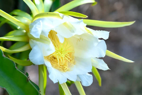 농장에서 용설란 Hylocereus Undatus 닫는다 피는데 끝나고 왼쪽에는 태양을 좋아하는 — 스톡 사진