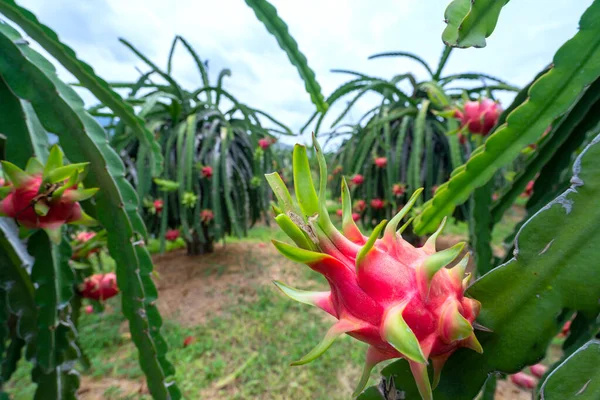 Dragon fruit tree with ripe red fruit on the tree for harvest. This is a cool fruit with many minerals that are beneficial for human health