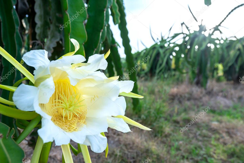 Close up dragon fruit flower ( Hylocereus undatus) in organic farm. This flower blooms in 4 days if pollination will pass and the left, this is the kind of sun-loving plant grown in the appropriate heat
