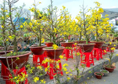 Kayısı çiçekleri ay sonunda yol boyunca satılır. Vietnam 'ın her yerindeki yoğun bahar havasını süslerler.