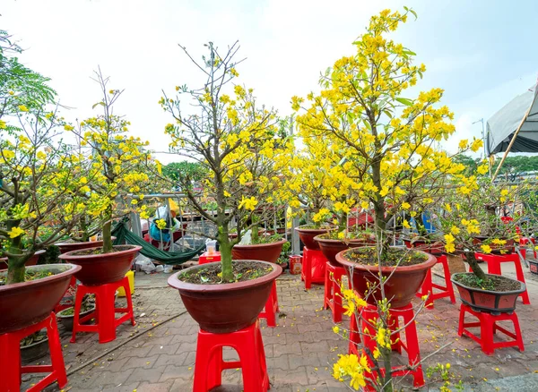 Potten Abrikozenbloemen Worden Verkocht Langs Weg Aan Het Einde Van — Stockfoto