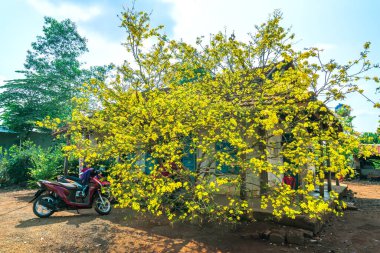 Kayısı ağacı, bir bahar sabahı evin önünde çiçek açar. Bu, Vietnam halkının kırsal kesimdeki Ay Yeni Yılı 'nı simgeleyen bir çiçek.
