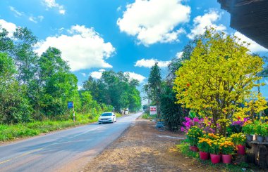 Dong Nai, Vietnam - 14 Şubat 2021: Bir ay bahar sabahı yol kenarı kayısı ağaçları, Dong Nai, Vietnam 'ın banliyölerinde trafik geçmişiyle aydınlık bir şekilde çiçek açtı