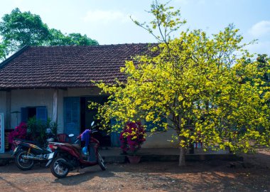 Dong Nai, Vietnam - 14 Şubat 2021: Kayısı ağaçlarının çiçek açtığı manzaralı bahar sabahı, insanları Dong Nai, Vietnam 'daki kırsal kesimdeki ev sahiplerine Mutlu Yıllar dilemek için cezbediyor.