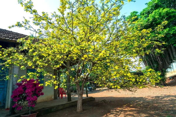 Albero Albicocca Fiorisce Davanti Alla Casa Una Mattina Primavera Questo — Foto Stock