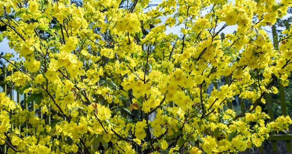 Žluté Meruňkové Květy Kvetoucí Větve Voňavé Okvětní Lístky Signalizující Jaro — Stock fotografie