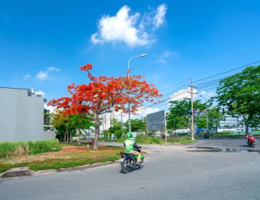 Long An, Vietnam - 13 Mayıs 2021: Anka çiçekleri yol kenarından güneşli bir sabaha doğru çiçek açıyor Long An, Vietnam 'da güzel huzurlu bir sahnede