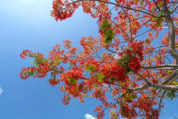 夏には紅冠花を咲かせ青空を背景に — ストック写真