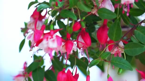 Les Fleurs Fuchsia Fleurissent Soleil Belles Petites Lanternes Illuminant Jardin — Video