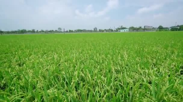 波图拉卡的大花盛开在通往农舍的小径上 有两个美丽而宁静的稻田 — 图库视频影像