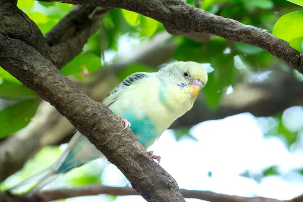 Parrots perched on tree branches in the garden with colorful plumage are intelligent pets close to humans