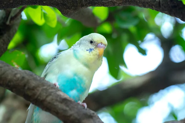 Papegojor Uppflugna Trädgrenar Trädgården Med Färgglada Fjäderdräkt Intelligenta Husdjur Nära — Stockfoto
