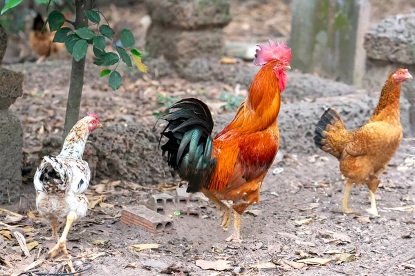 Kurczaki Ogrodzie Zawierają Koguta Parę Kur Bardzo Szczęśliwe Razem Hodowla — Zdjęcie stockowe