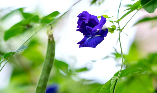 Schmetterlingserbsenblumen Blühen Garten Dies Ist Eine Pflanze Die Als Lebensmittelfarbe — Stockfoto