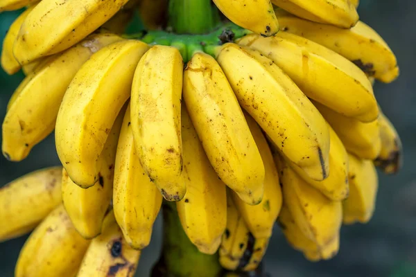 Banane Mature Gialle Sull Albero Questo Frutto Nutriente Con Sacco — Foto Stock