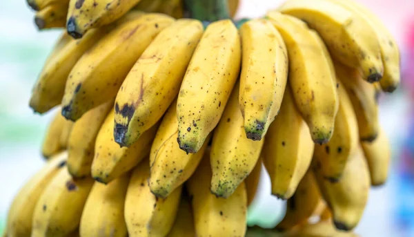 Banane Mature Gialle Sull Albero Questo Frutto Nutriente Con Sacco — Foto Stock