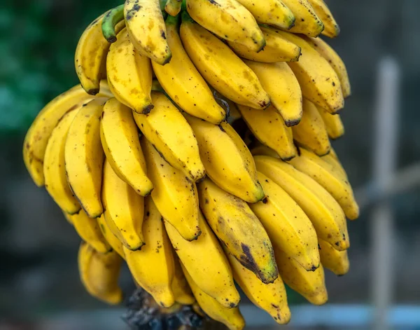 Banane Mature Gialle Sull Albero Questo Frutto Nutriente Con Sacco — Foto Stock