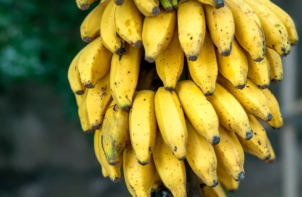 Banane Mature Gialle Sull Albero Questo Frutto Nutriente Con Sacco — Foto Stock